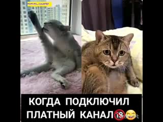 Когда подключил платный канал))