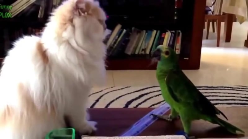 Попугаи наглые с*ки (vhs video)