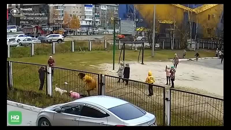 Игривый пёсик