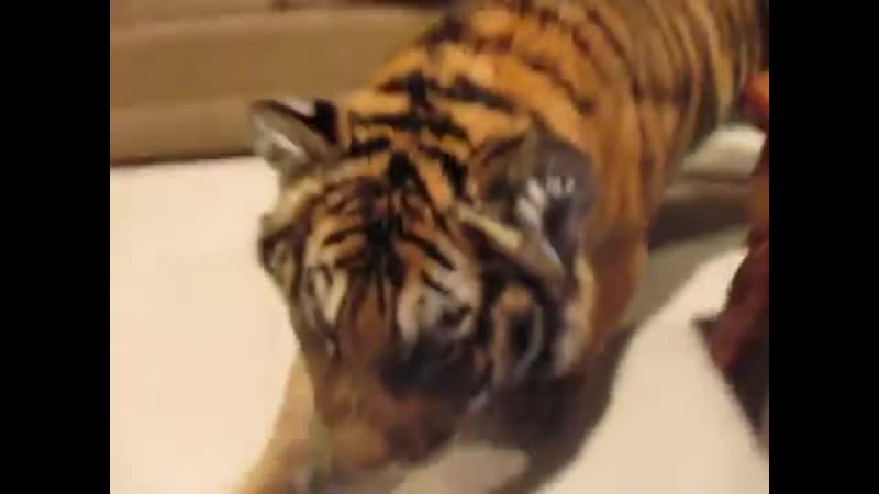 Покорми кота!