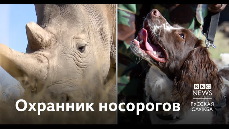 Как спаниель спасает носорогов
