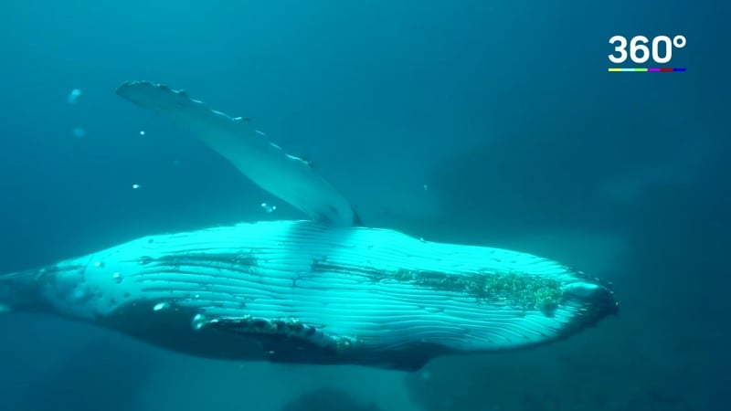 Дайвер плавает с китом