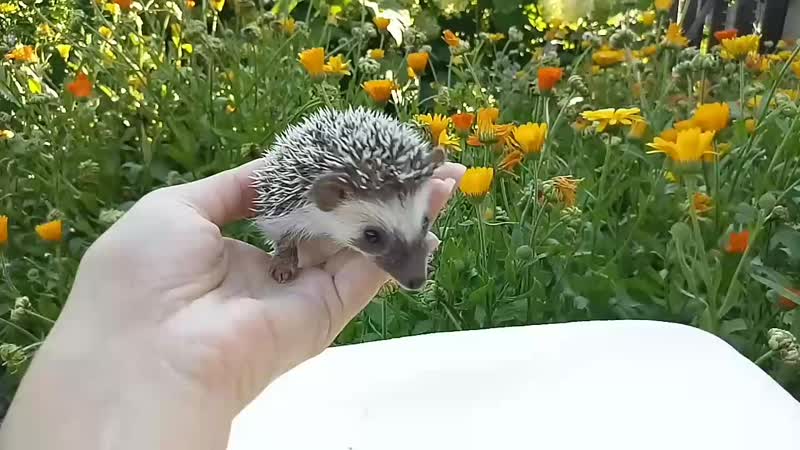 Африканский ежик самец