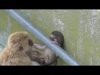 Baby monkey 23days old on 7 20 2015 at kushiro porn no 8