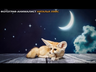 Ginger fox day | лисий фестиваль 6 марта 2016