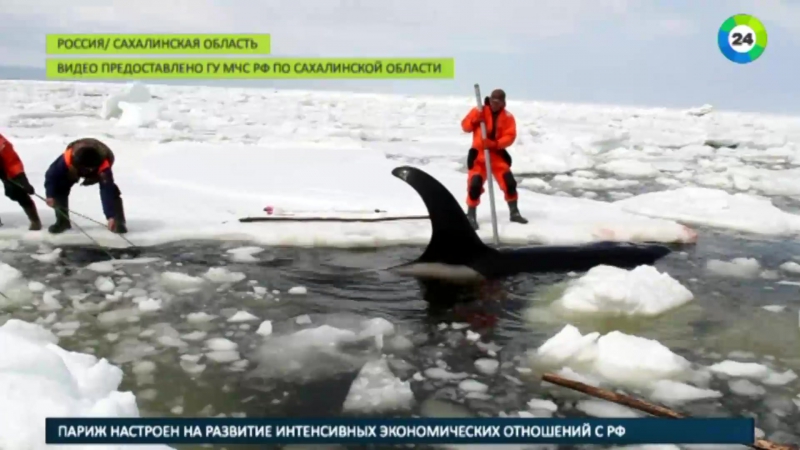 «освободите вилли» в охотском море льдам не дали раздавить косаток