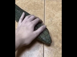This snake looks like it's made of emeralds