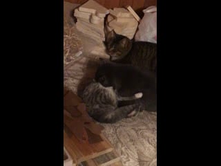 Тося и гретта 2