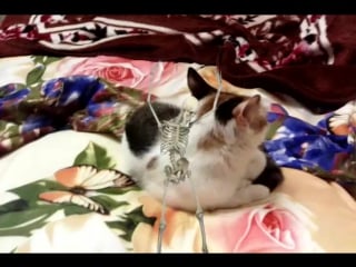 Танцует скелет