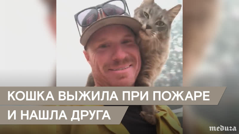 Кошка выжила при пожаре в калифорнии и нашла нового друга