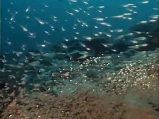 Повторное открытие мира #16 борнео призрак морской черепахи