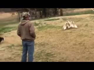 Собаки направляют уток (vhs video)