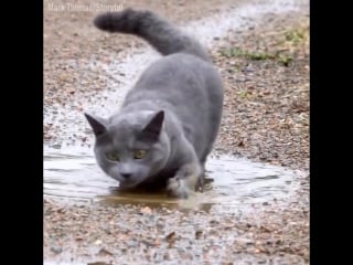 Whod have thought it, a cat that loves puddles