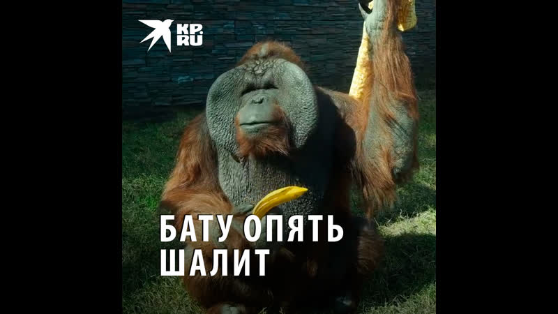 Бату опять шалит