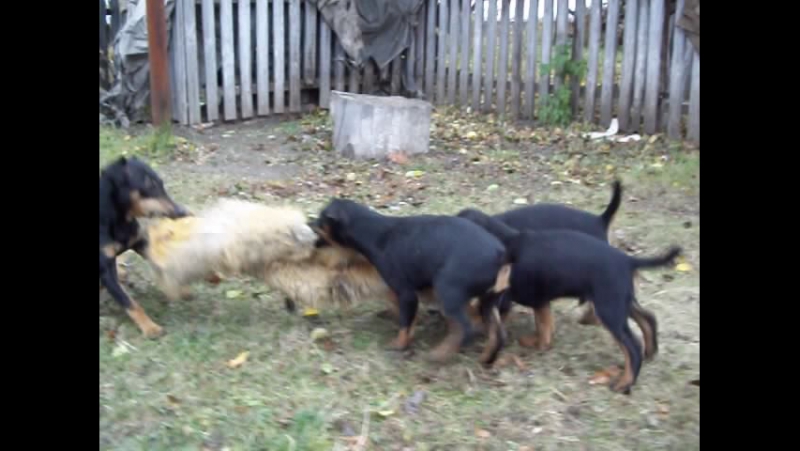 Тренування молодого покоління(продаються)