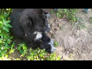 Vid 20200810 072817 mp4