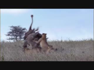 Three cheetahs take down female ostrich