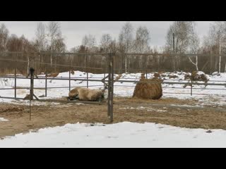 Горькоа, грохот в леваде резвится и валяется