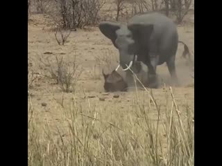 Агресивный слон и буйвол