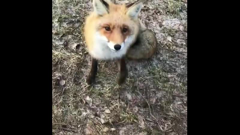 Наблюдай | рыжая милаха с куршской косы @ kalabaha 1972