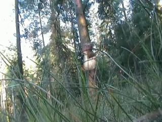 Forest jump wild 3run family