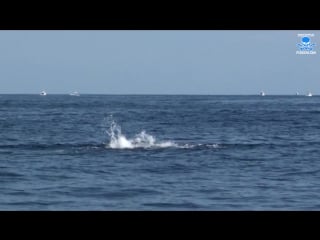 Amazing blue marlin footage