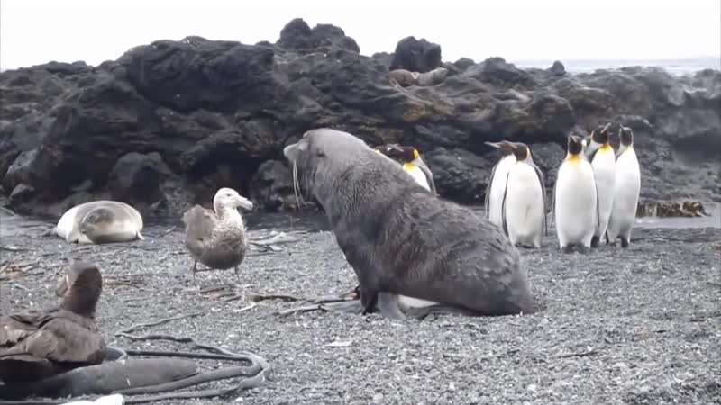 Тюлень молодые пингвина на глазах у всей