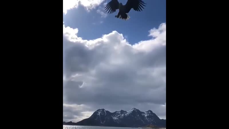 Орёл грациозно ловит