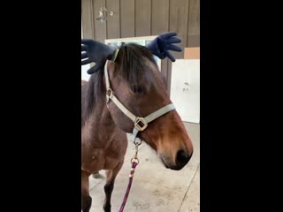 Косплей лося трандуила