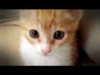 Котята (+16)
