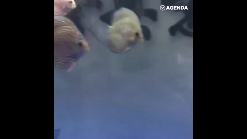 Любовная интрига в мире молодые