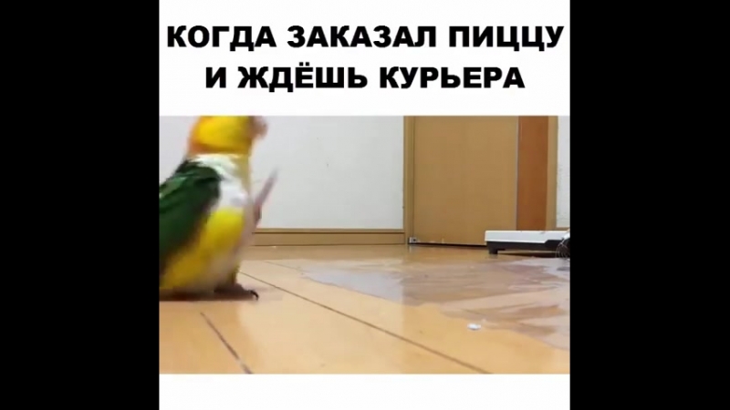 Когда заказал пиццу и ждёшь курьера