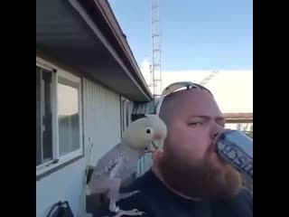 Just a big guy, a busch beer, his rescue bird, listening to a banger