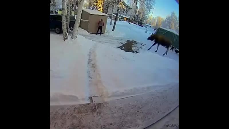 Он просто хотел подружиться (vhs video)