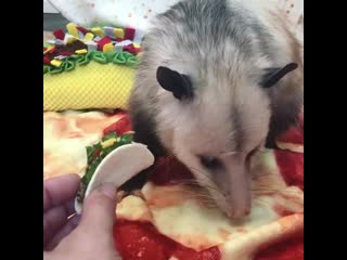 Гилберт кушает свое тако