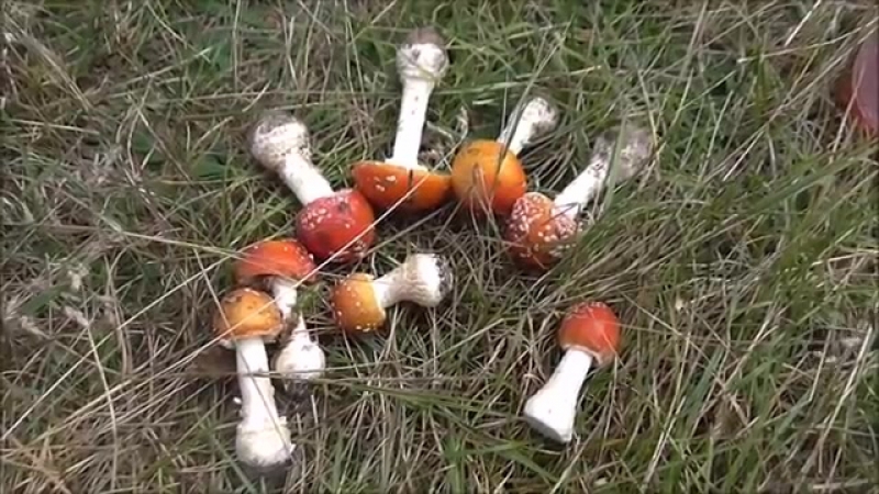 Обезболивающие мухоморы [рофлы и панчи]