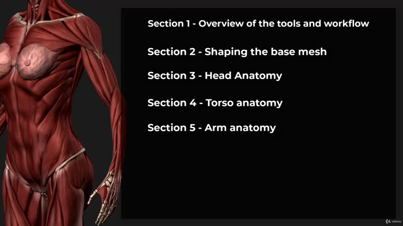 Женская анатомия в zbrush скульптинг женской фигуры