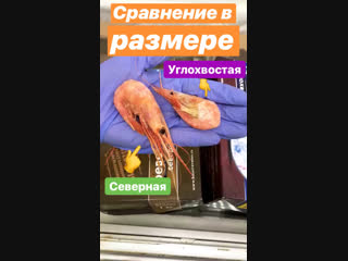 Сравнение размера креветок🍤