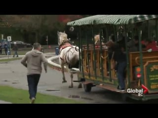 Dad successfully bails out from runaway horse carriage, mom and porn try to follow but eat it in perfect succession