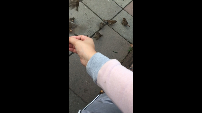 Кормлю воробьев и поясняю варе