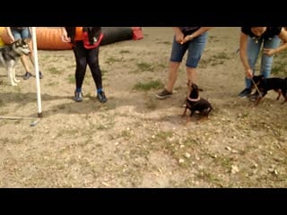 Тренироа аджилити слалом 1