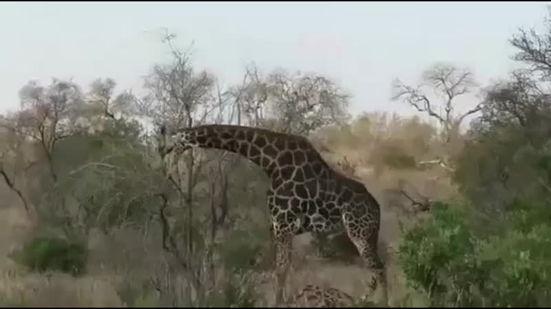 Вы когда нибудь видели, как дерутся жирафы