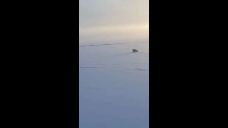 Ещё одно видео из якутии дикари догнали и забили несчастную лису палками