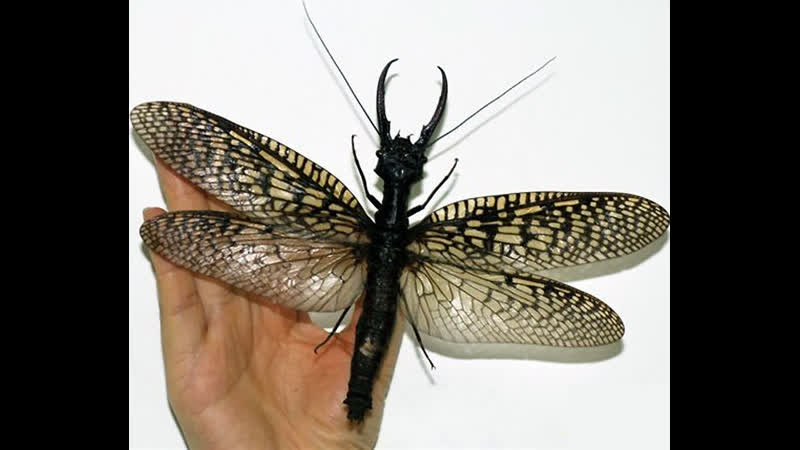 Насекомоядная кухня китая ''шичун'' усные личинки гигантского коридалида (лат corydalidae)