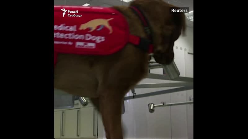 Cабакі могуць унюхаць каранавірус