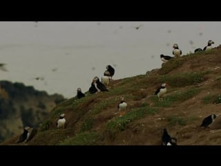 Bbc natural world saving our seabirds