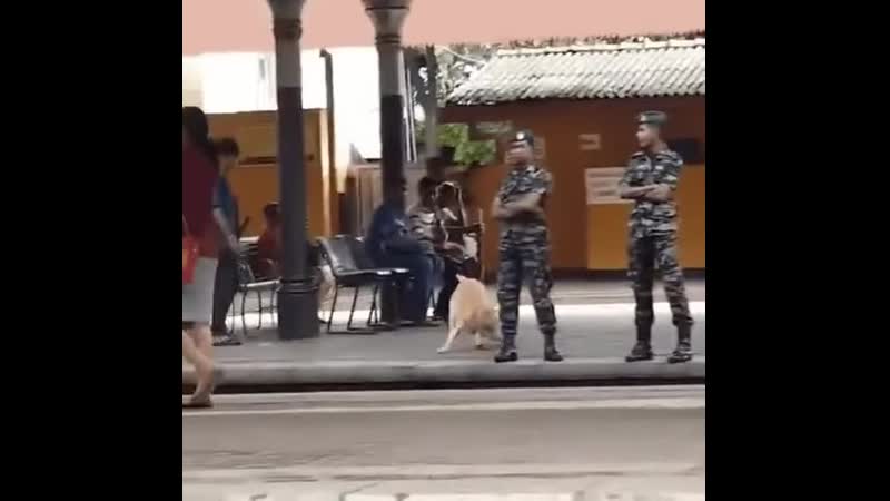 Сэр, разрешите подурачиться?