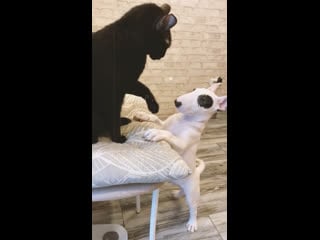 Mbt boldbuster porn loki & lucifer 🖤🤍