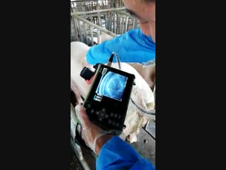 Dawei dw vet6 exam pig "eyes muscle area" by backfat probe & basement 1