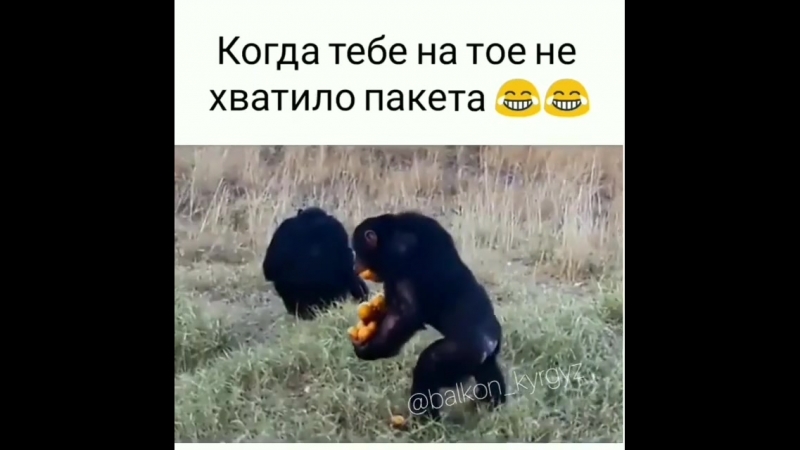 На тое не хватило пакетов